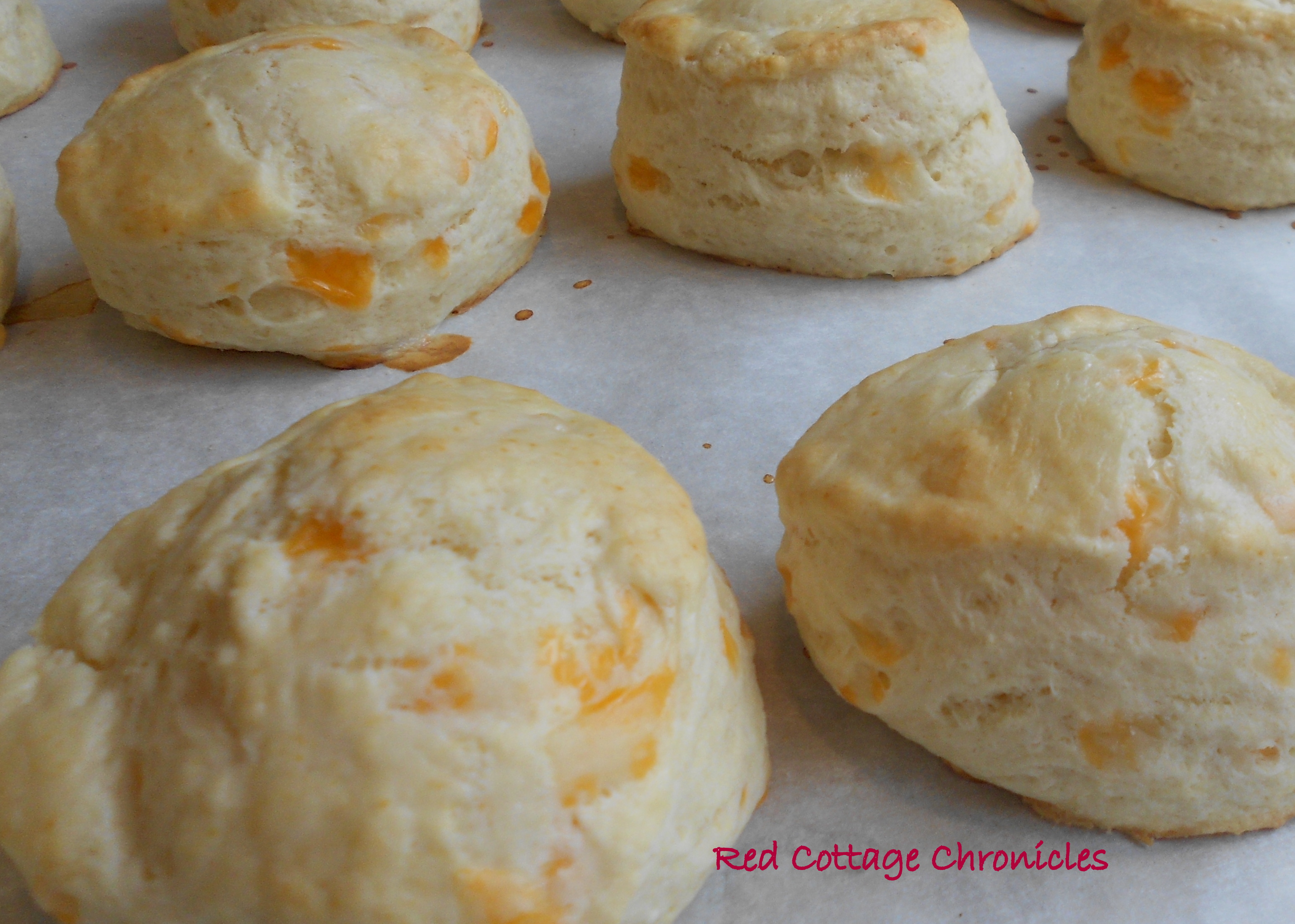 Cheddar Cheese Tea Biscuits