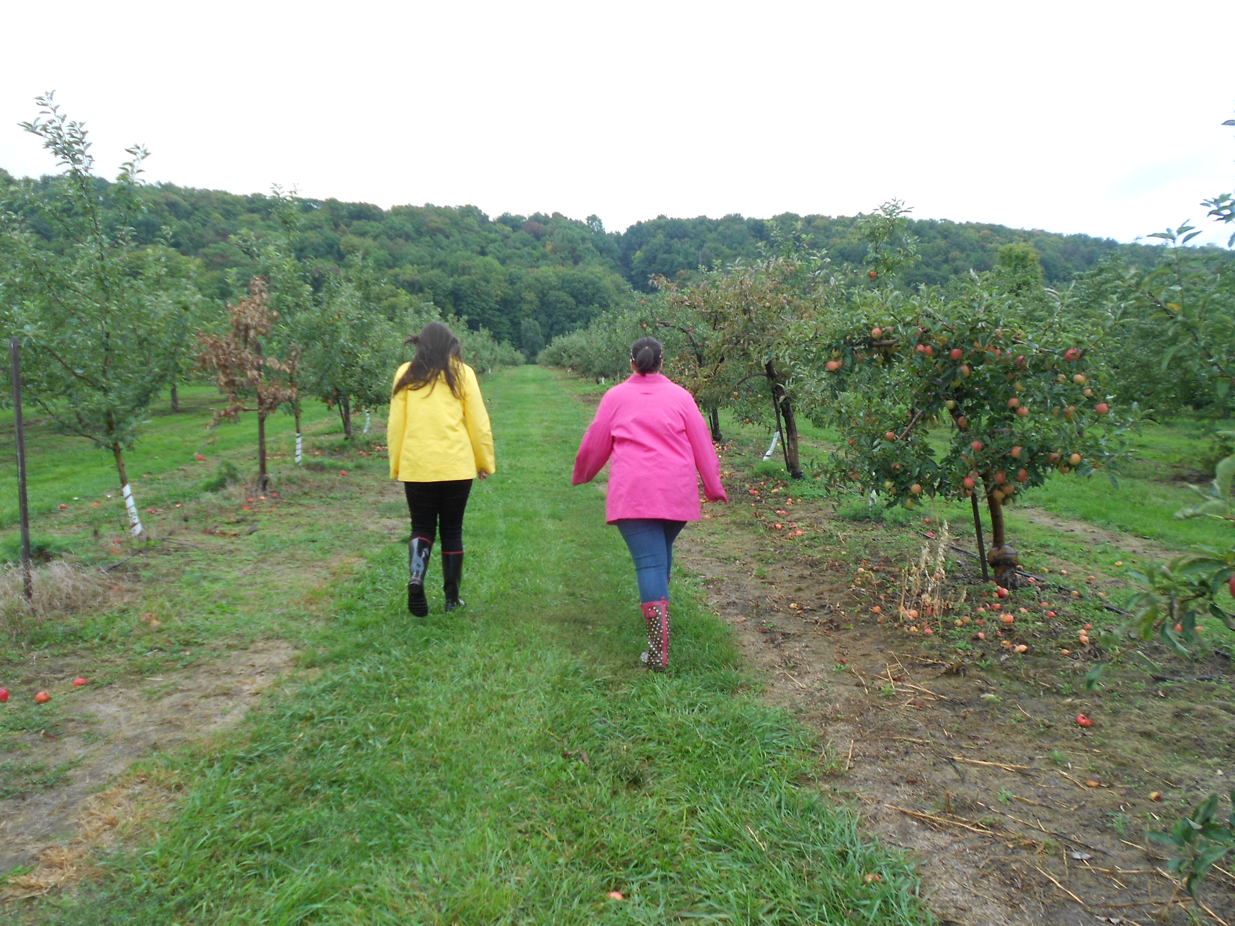 2 girls, on in a bright yellow raincoat and one in a bright pink raincoat, walking away from the camera in an apple orchard.