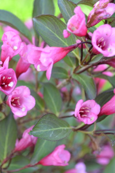Wigilia