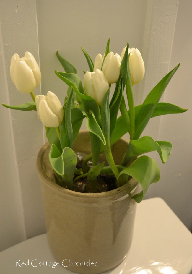 tulips in a crock