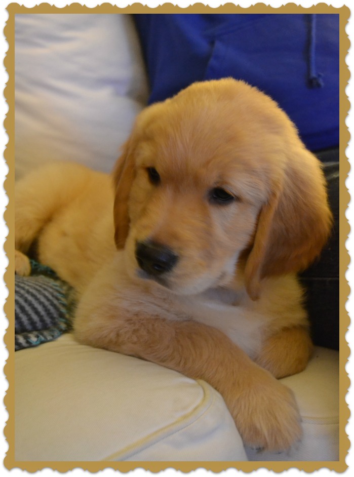 Charlie the Golden Retriever 8 weeks old