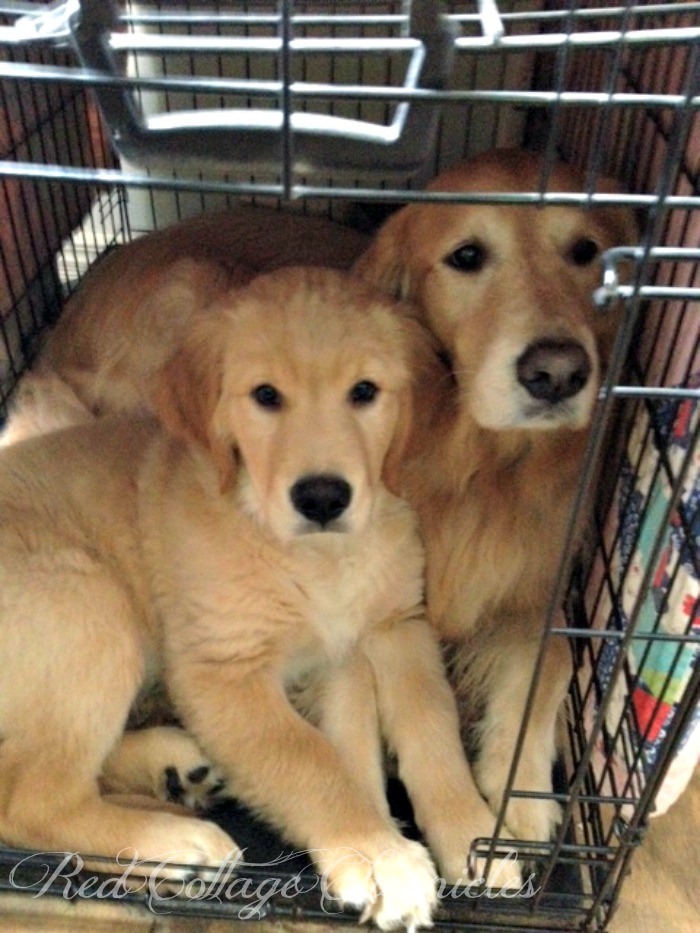 Charlie the Golden Retriever Puppy