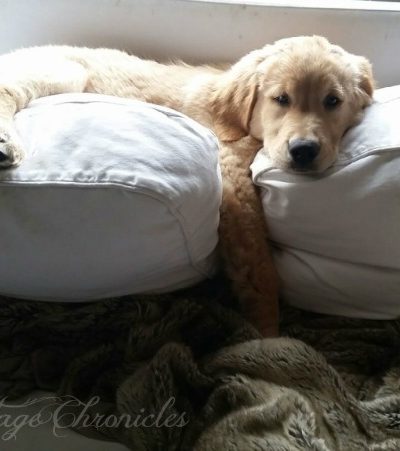Charlie, the Golden Retriever Puppy