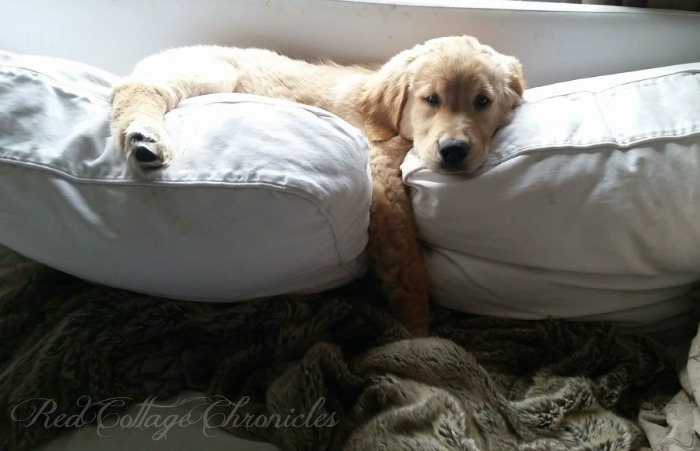 Charlie, the Golden Retriever Puppy