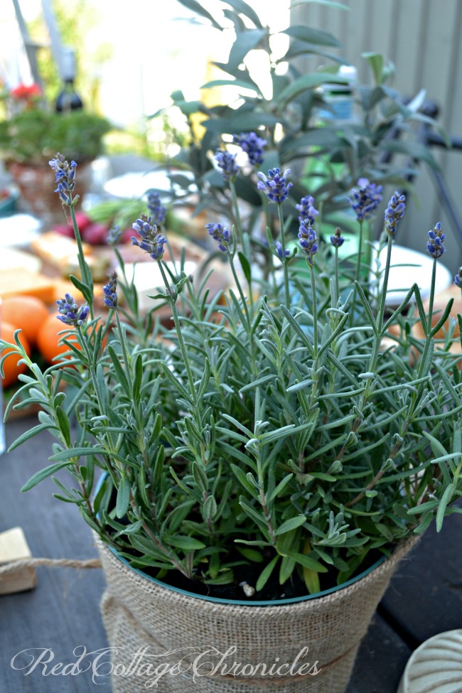 dining alfresco