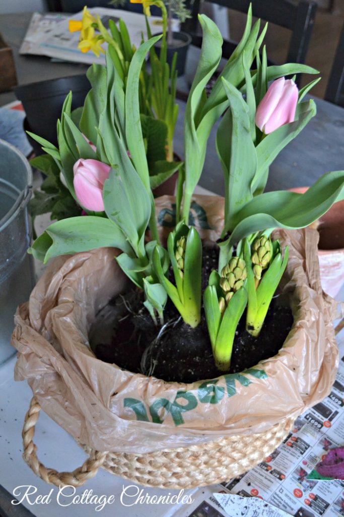 spring flowers