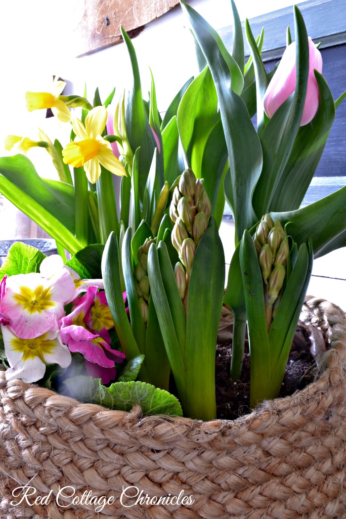 Easy Indoor Spring Flower Basket