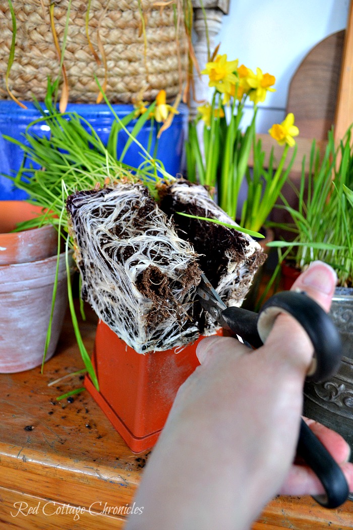 DIY Spring Planter Tutorial