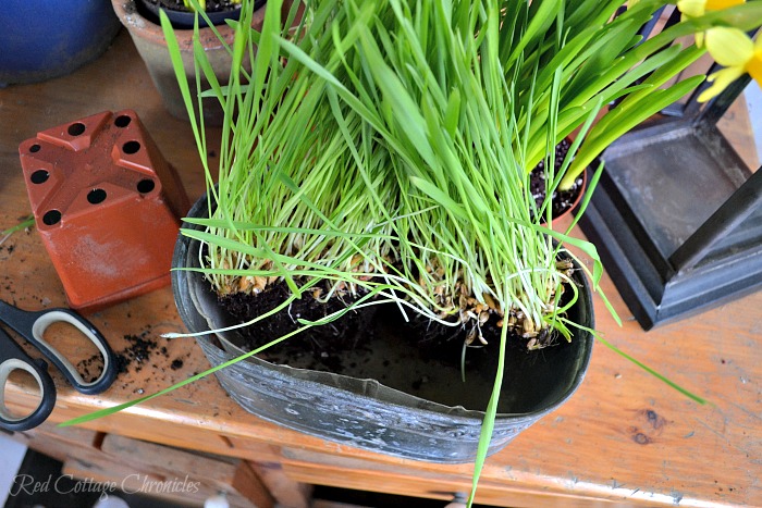 Daffodil and Cat Grass DIY Spring Planter