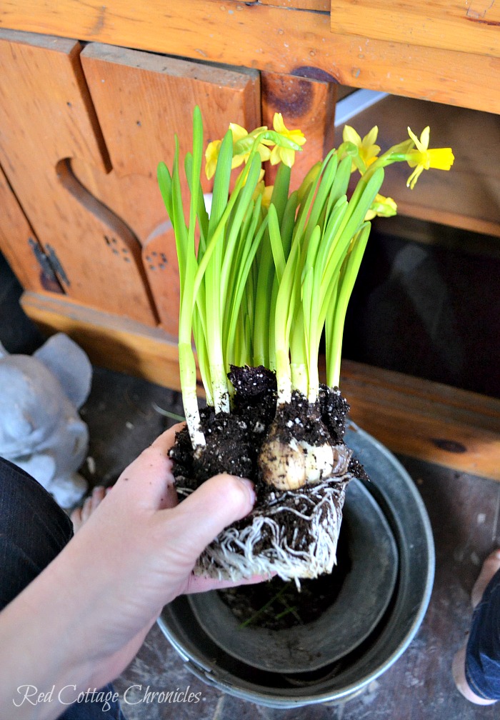 DIY Spring Planter Centrepiece