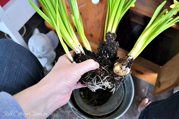 Dividing Daffodils DIY Spring Planter