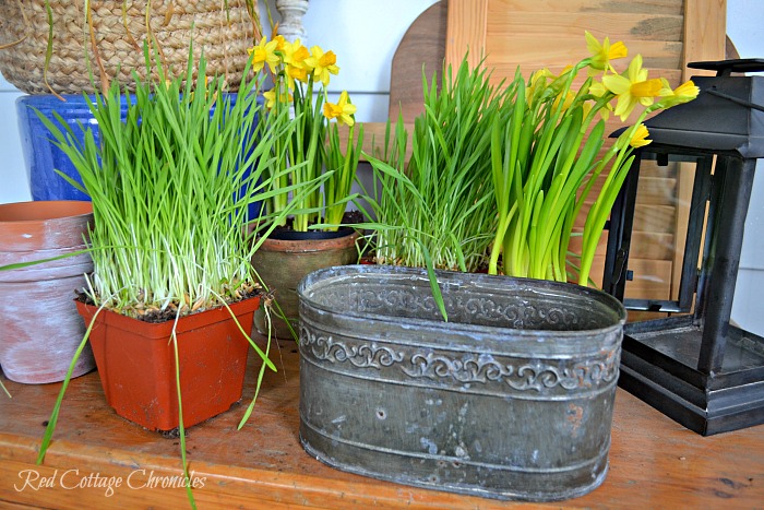 Easy DIY Daffodil Spring Planter