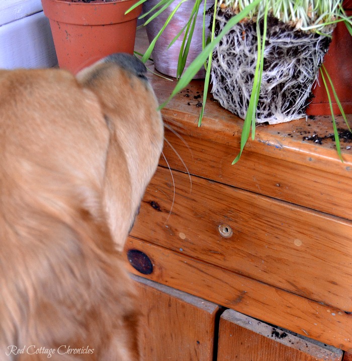 DIY Spring Planter Ideas