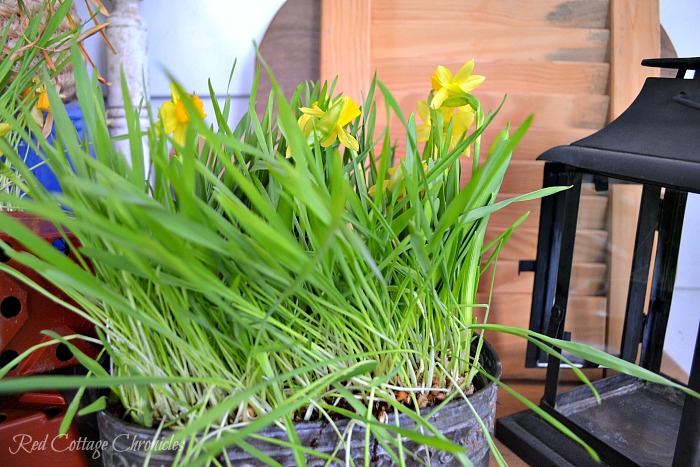 Cat Grass and Daffodil DIY Spring Planter