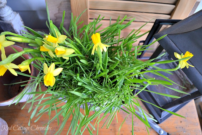 DIY Spring Planter with Mini Daffodils