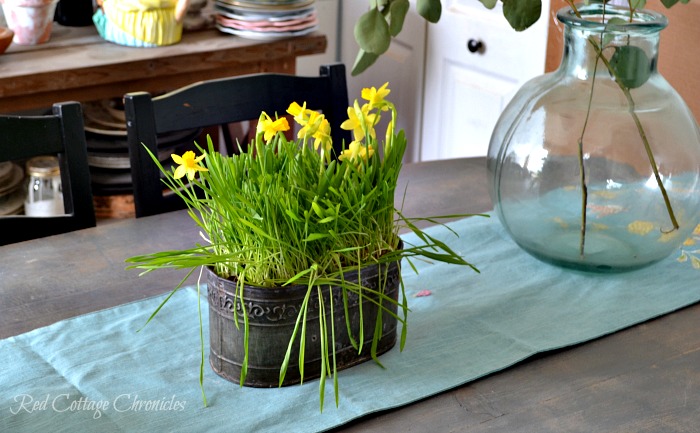 Mini Daffodils make this DIY Spring Planter easy and inexpensive