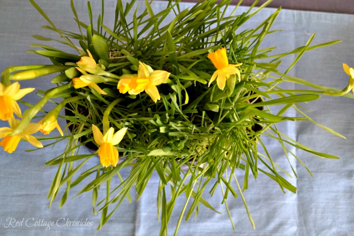 DIY Spring Planter brings spring inside