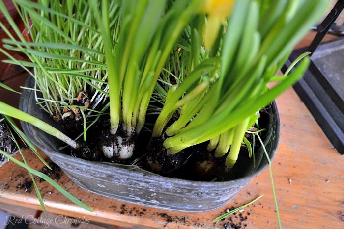 Inexpensive DIY Spring Planter Centerpiece