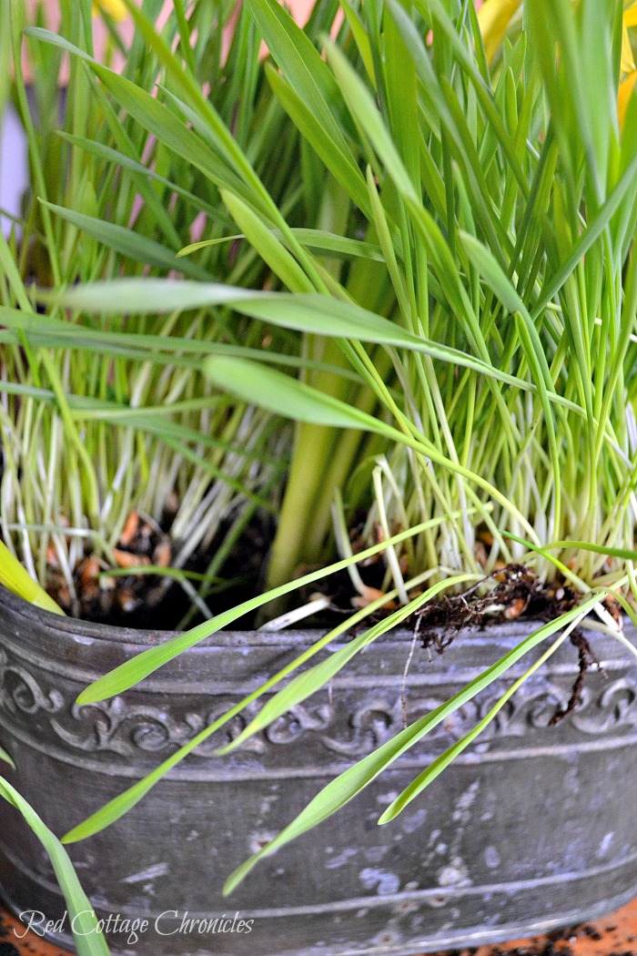 DIY Spring Planter Tutorial