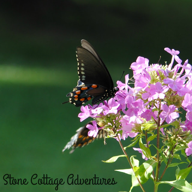 Butterflies and flowers weekend reading