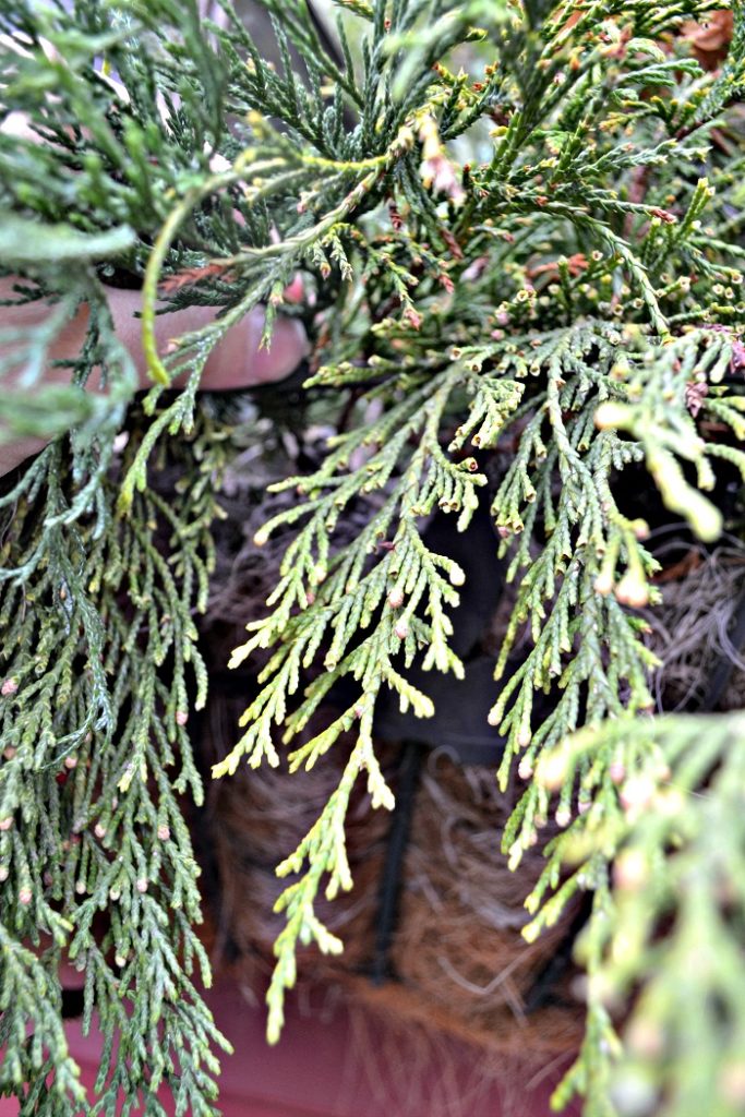 Foraged Christmas window boxes