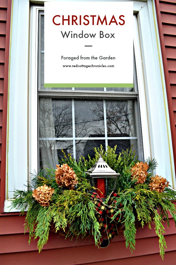 foraged Christmas window boxes