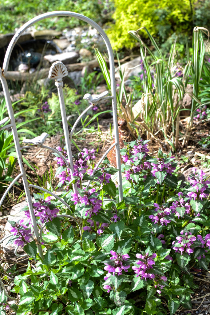 A cozy rustic garden