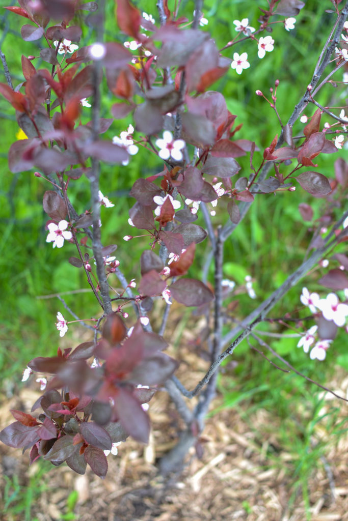 rustic garden shrubs