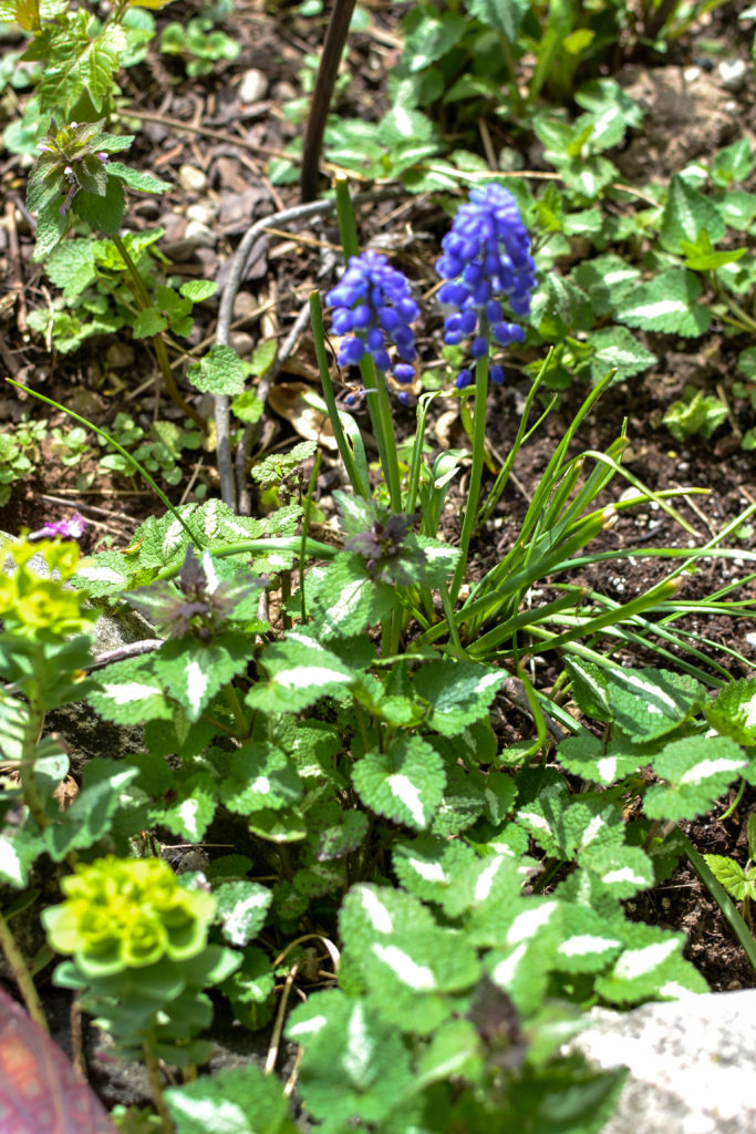 rustic garden flowers