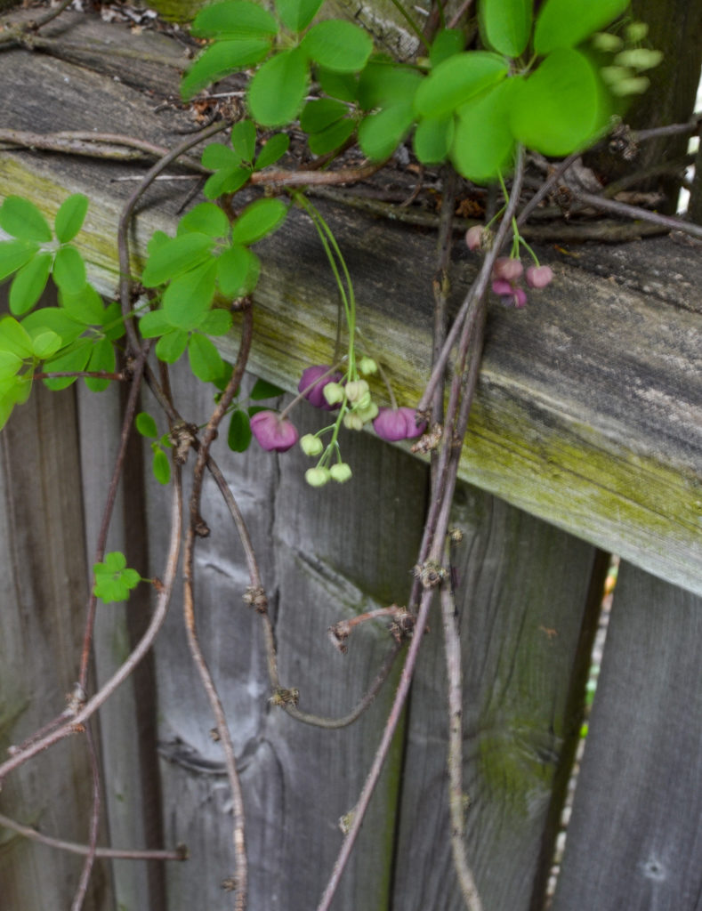 rustic garden plants