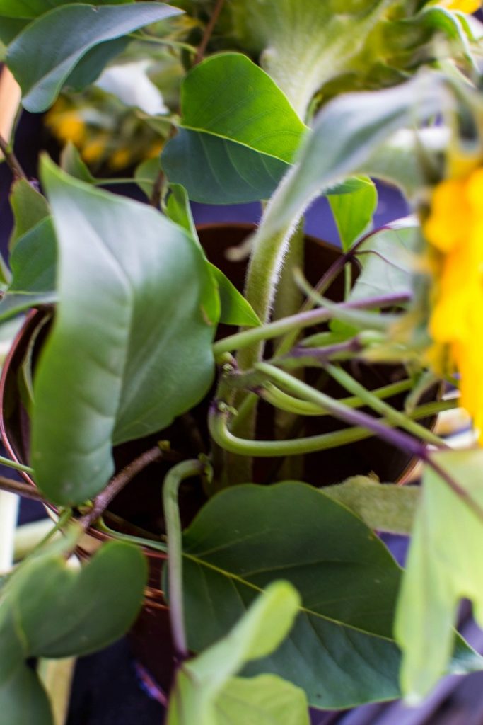 easy sunflower arrangements