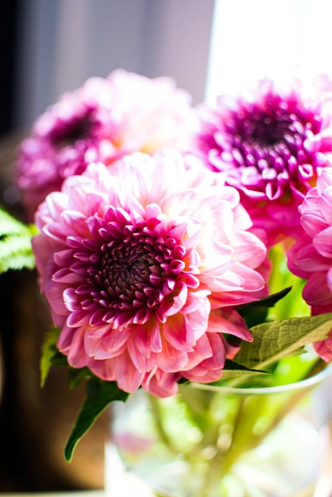 Dahlia arrangements