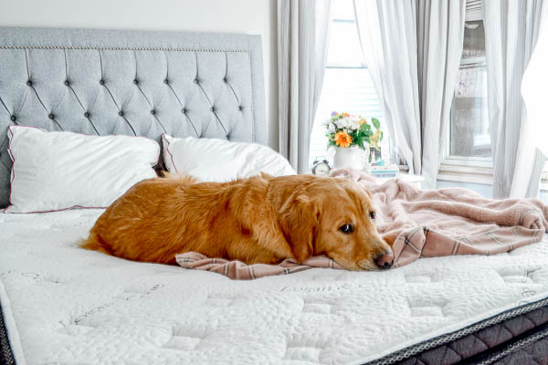 Golden Retriever sleeping on Logan & Cove mattress