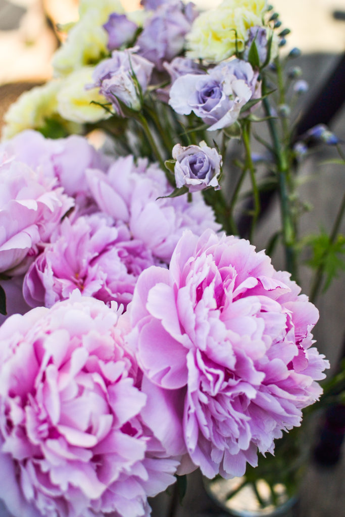 Pink peonies in full bloom