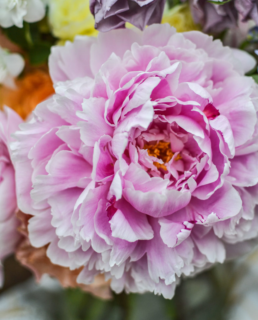 pink peony in full bloom