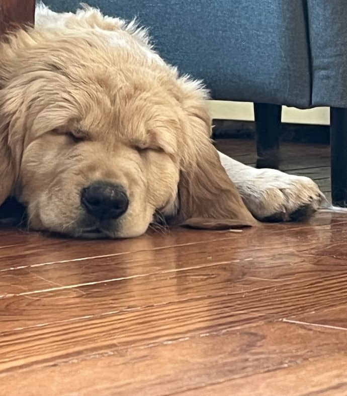 Golden retriever puppy sleeping on a hardwood floor.