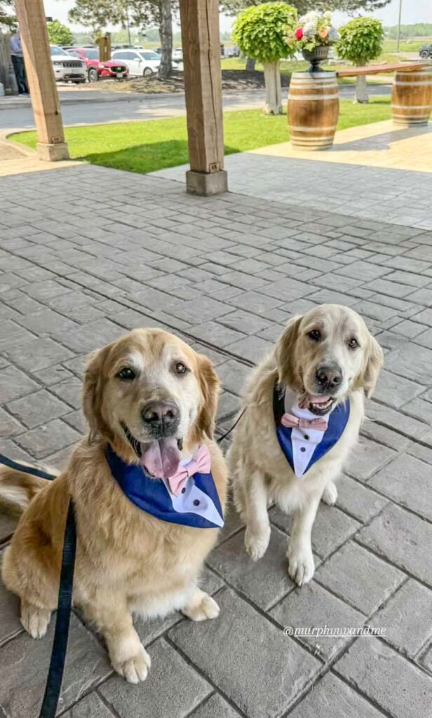 Two golden retrievers wearing tuxedo bandana's ready for a wedding.