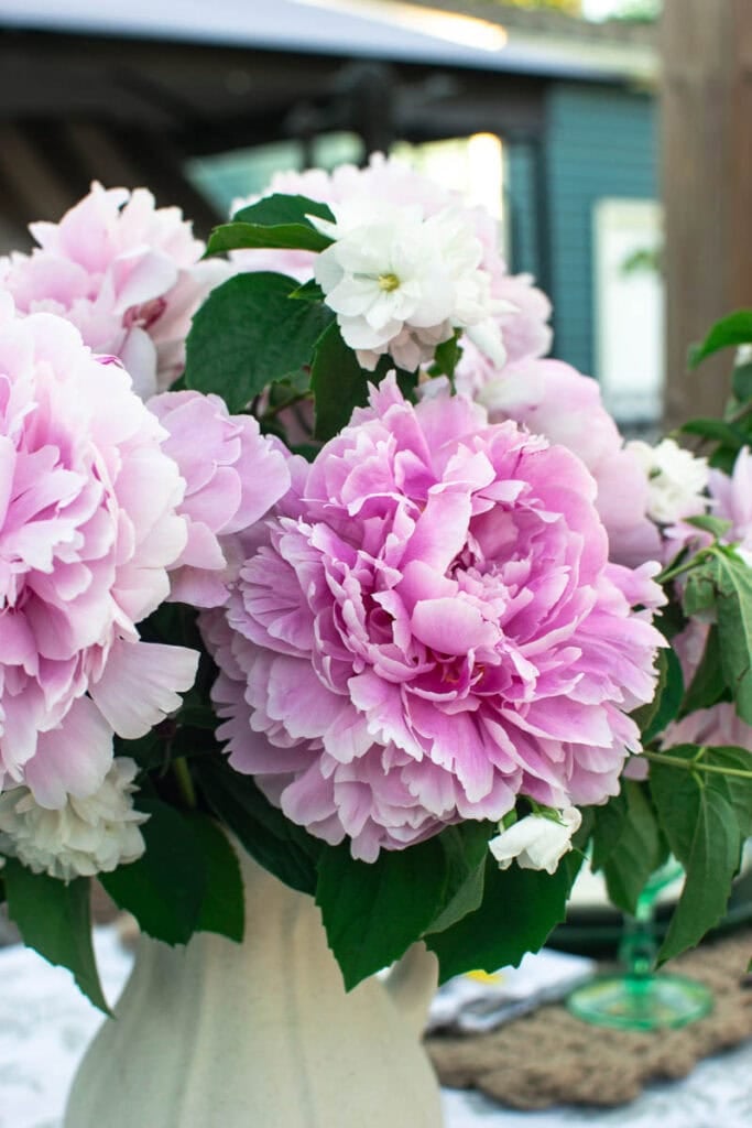 Bright pink peonies and blooming mock orange blossoms arranged in a vase.